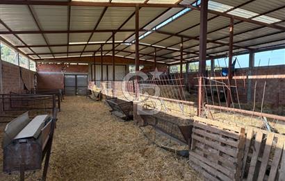BAYRAMİÇ KUTLUOBADA KİRALIK HAZIR KURULU HAYVANCILIK TESİSİ