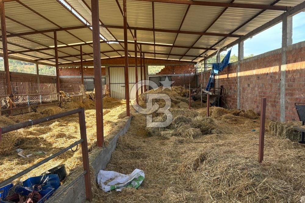 BAYRAMİÇ KUTLUOBADA KİRALIK HAZIR KURULU HAYVANCILIK TESİSİ