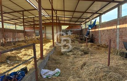 BAYRAMİÇ KUTLUOBADA KİRALIK HAZIR KURULU HAYVANCILIK TESİSİ