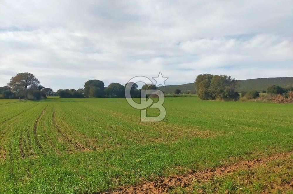 Yola Cepheli Küçükanafartalarda Ada 350 Parsel 69 | Tarla