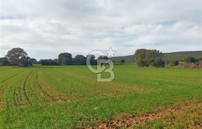 Yola Cepheli Küçükanafartalarda Ada 350 Parsel 69 | Tarla