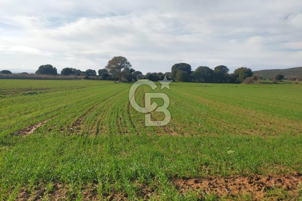 Yola Cepheli Küçükanafartalarda Ada 350 Parsel 69 | Tarla