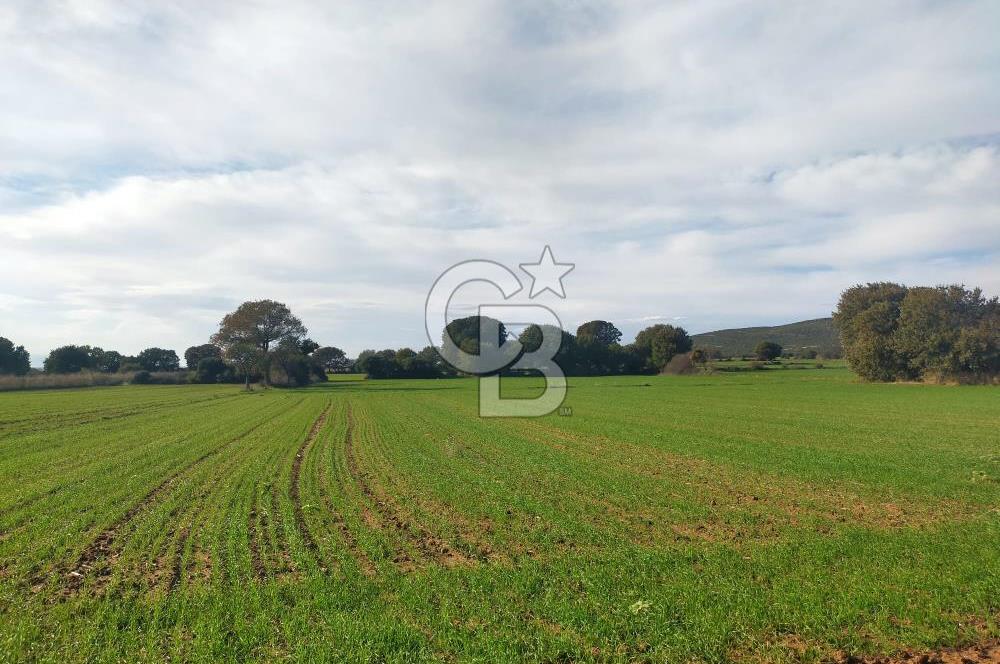 Yola Cepheli Küçükanafartalarda Ada 350 Parsel 69 | Tarla