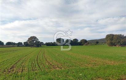 Yola Cepheli Küçükanafartalarda Ada 350 Parsel 69 | Tarla