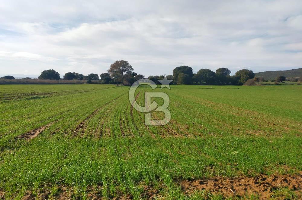 Yola Cepheli Küçükanafartalarda Ada 350 Parsel 69 | Tarla