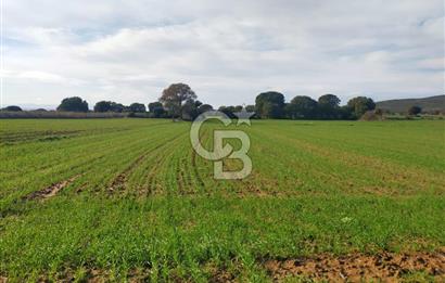 Yola Cepheli Küçükanafartalarda Ada 350 Parsel 69 | Tarla