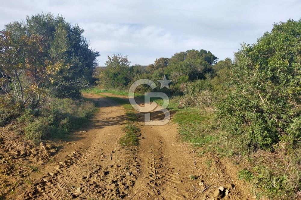 Yola Cepheli Küçükanafartalarda Ada 350 Parsel 69 | Tarla