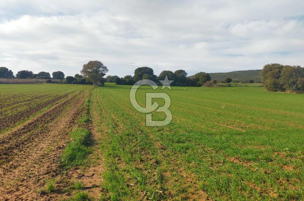 Yola Cepheli Küçükanafartalarda Ada 350 Parsel 69 | Tarla