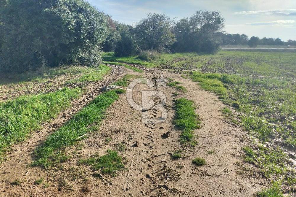 Yola Cepheli Küçükanafartalarda Ada 350 Parsel 69 | Tarla