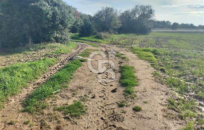Yola Cepheli Küçükanafartalarda Ada 350 Parsel 69 | Tarla