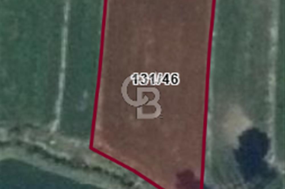 FIRSAT !!!!! TOSYA YENİDOĞAN'DA SATILIK ÇELTİK TARLASI