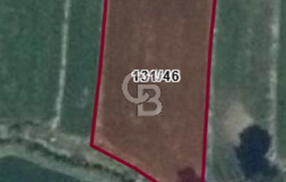 FIRSAT !!!!! TOSYA YENİDOĞAN'DA SATILIK ÇELTİK TARLASI