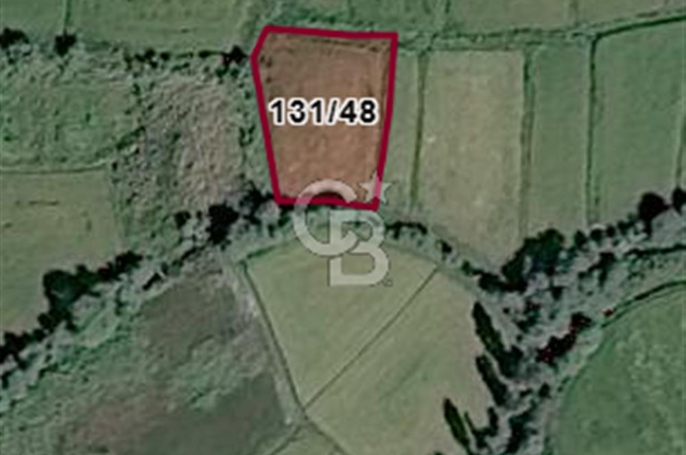 FIRSAT !!!!! TOSYA YENİDOĞAN'DA SATILIK ÇELTİK TARLASI