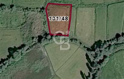 FIRSAT !!!!! TOSYA YENİDOĞAN'DA SATILIK ÇELTİK TARLASI