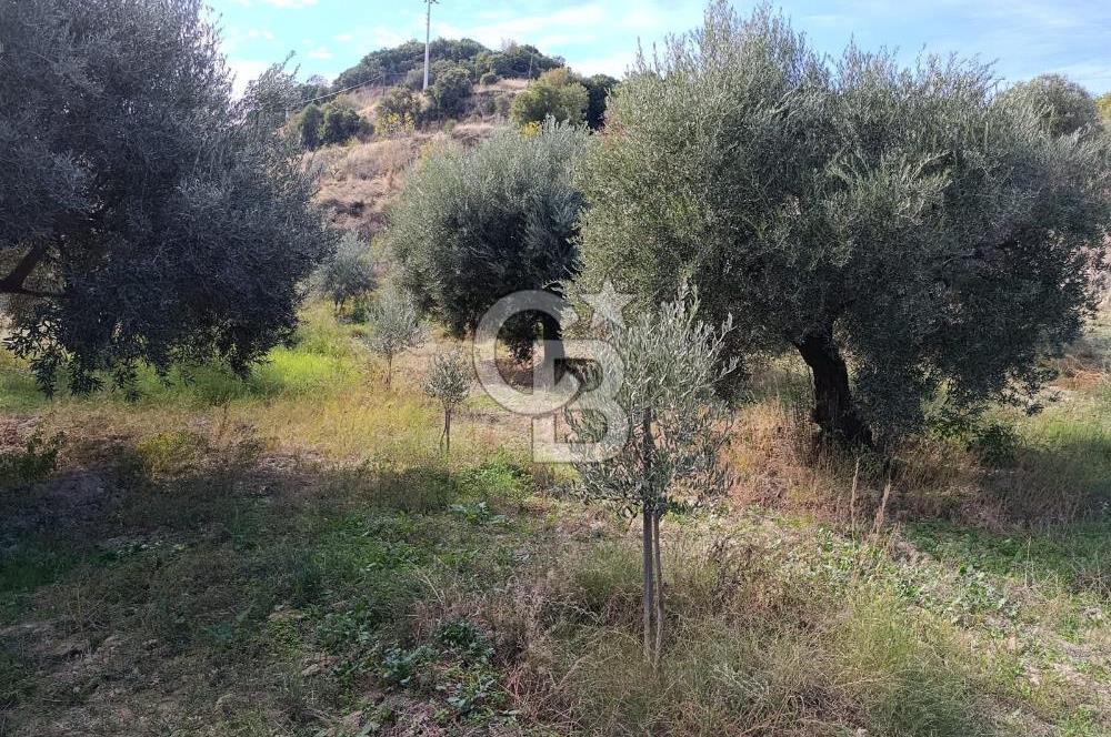 Aydın Karacasu Dereköy' de Satılık Tarla CB PH