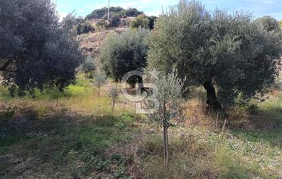 Aydın Karacasu Dereköy' de Satılık Tarla CB PH