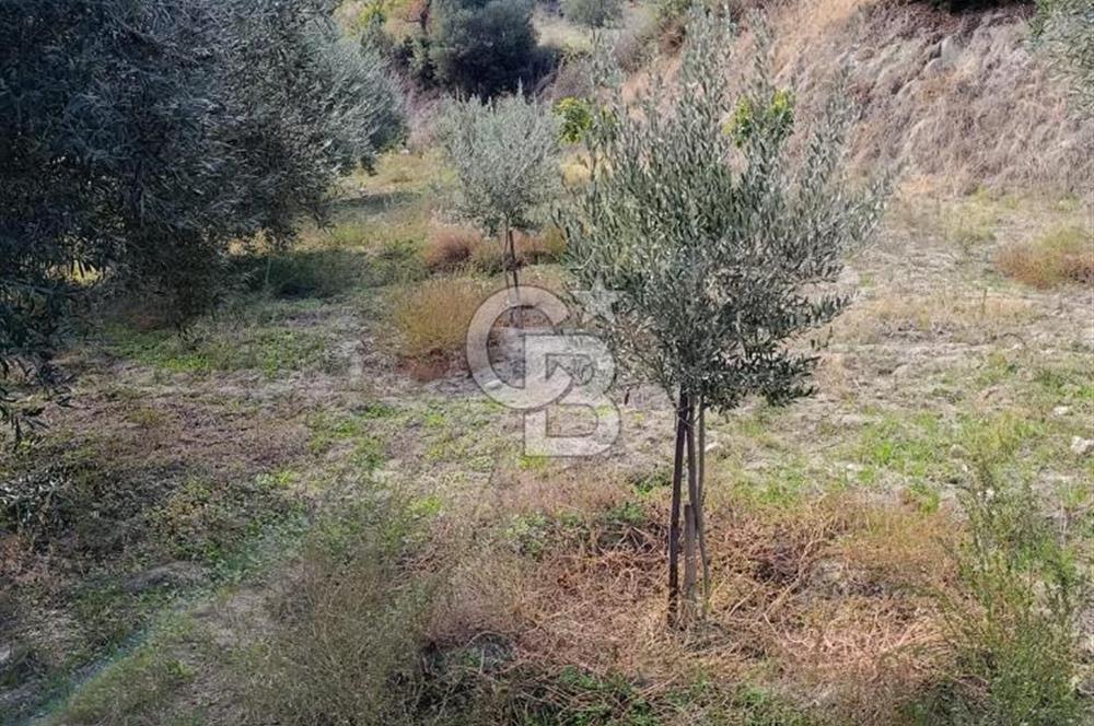 Aydın Karacasu Dereköy' de Satılık Tarla CB PH