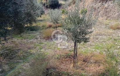 Aydın Karacasu Dereköy' de Satılık Tarla CB PH