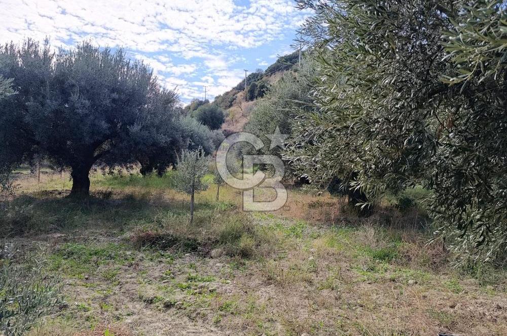 Aydın Karacasu Dereköy' de Satılık Tarla CB PH