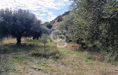 Aydın Karacasu Dereköy' de Satılık Tarla CB PH