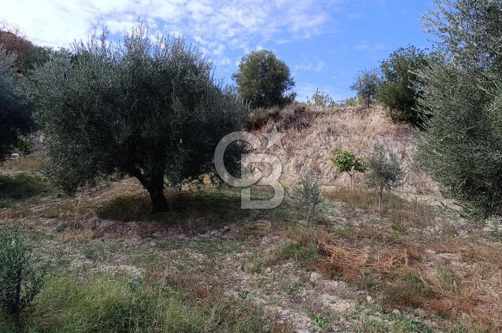 Aydın Karacasu Dereköy' de Satılık Tarla CB PH