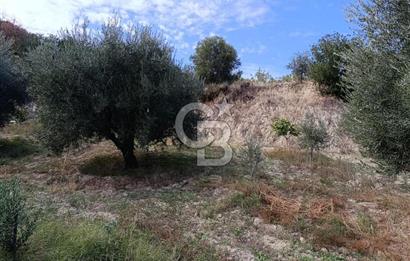 Aydın Karacasu Dereköy' de Satılık Tarla CB PH