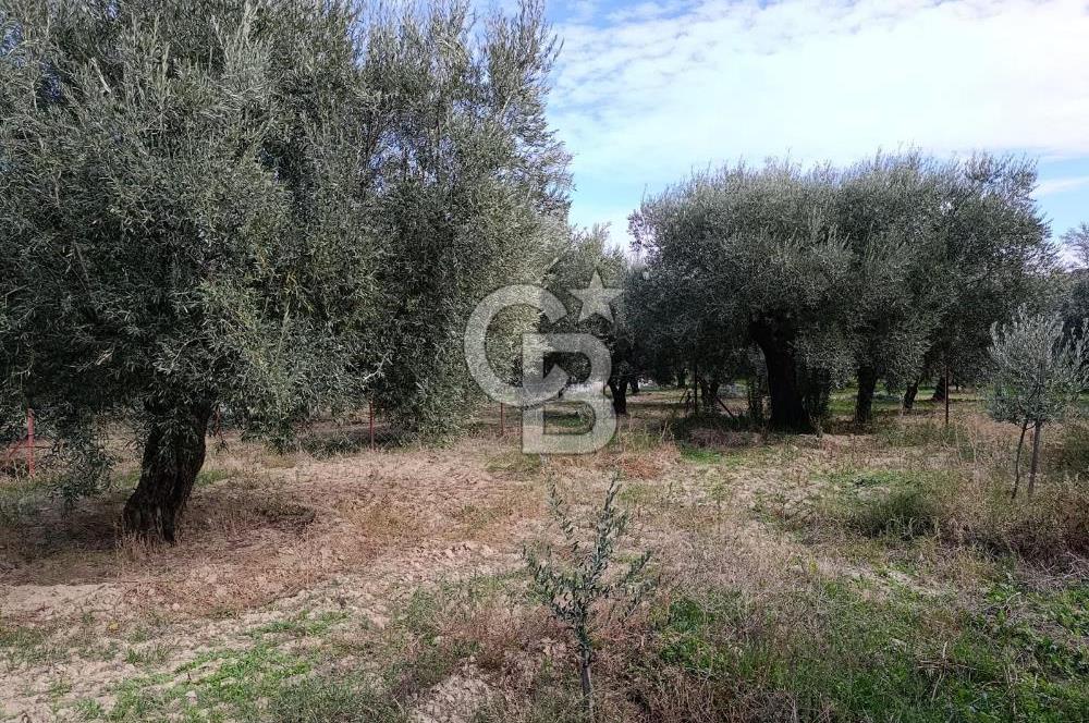 Aydın Karacasu Dereköy' de Satılık Tarla CB PH