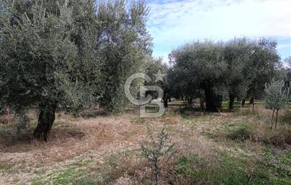 Aydın Karacasu Dereköy' de Satılık Tarla CB PH