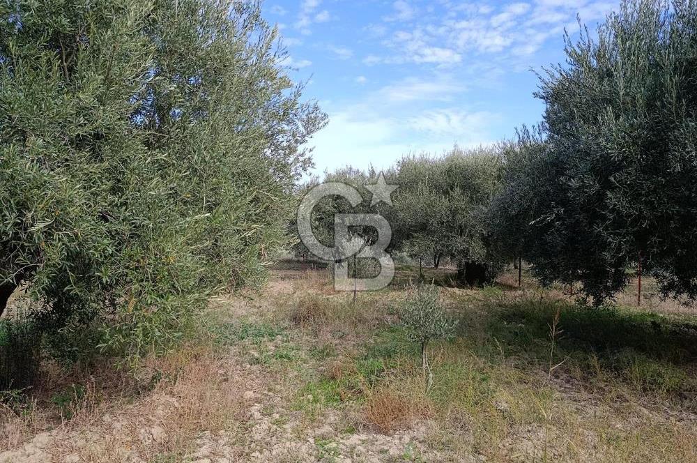 Aydın Karacasu Dereköy' de Satılık Tarla CB PH