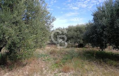 Aydın Karacasu Dereköy' de Satılık Tarla CB PH