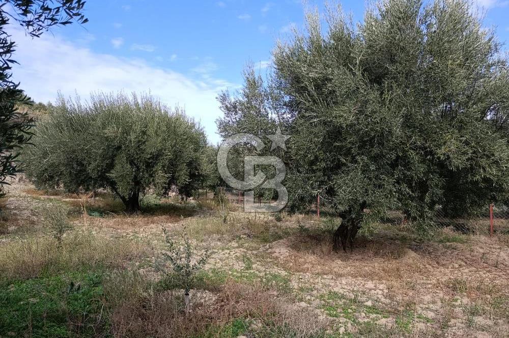 Aydın Karacasu Dereköy' de Satılık Tarla CB PH