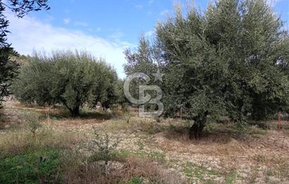 Aydın Karacasu Dereköy' de Satılık Tarla CB PH