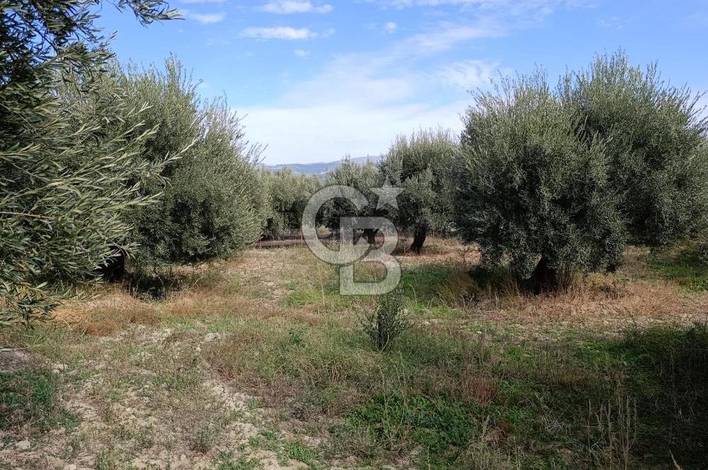 Aydın Karacasu Dereköy' de Satılık Tarla CB PH