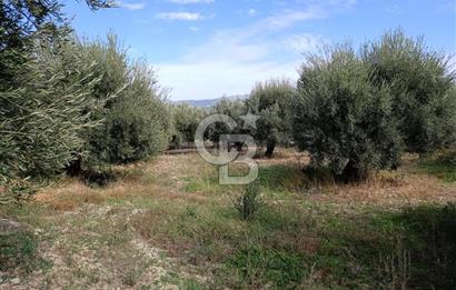 Aydın Karacasu Dereköy' de Satılık Tarla CB PH