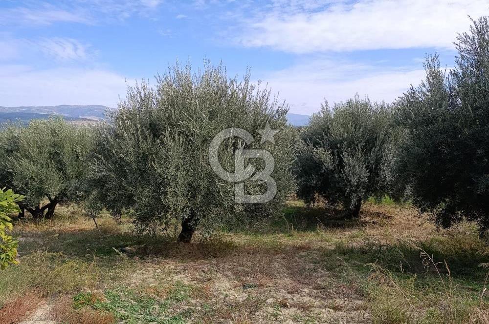 Aydın Karacasu Dereköy' de Satılık Tarla CB PH