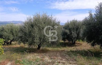 Aydın Karacasu Dereköy' de Satılık Tarla CB PH