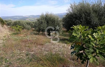 Aydın Karacasu Dereköy' de Satılık Tarla CB PH