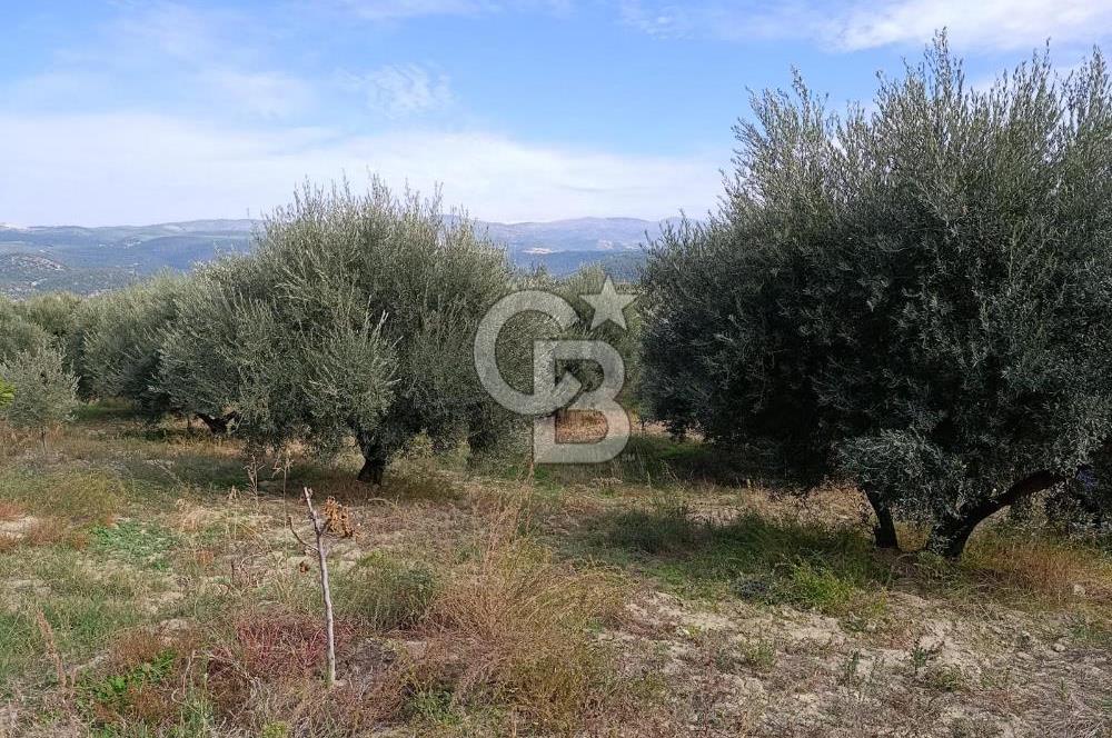 Aydın Karacasu Dereköy' de Satılık Tarla CB PH