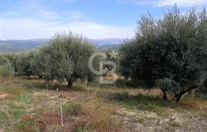 Aydın Karacasu Dereköy' de Satılık Tarla CB PH