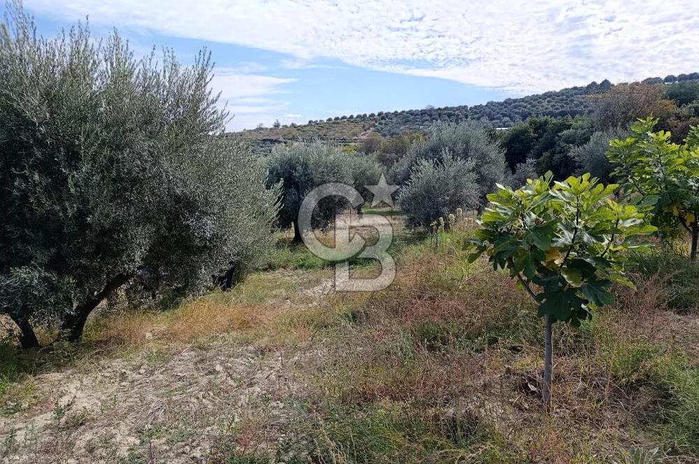 Aydın Karacasu Dereköy' de Satılık Tarla CB PH