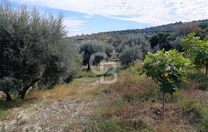 Aydın Karacasu Dereköy' de Satılık Tarla CB PH