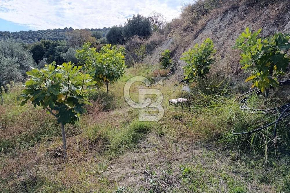 Aydın Karacasu Dereköy' de Satılık Tarla CB PH