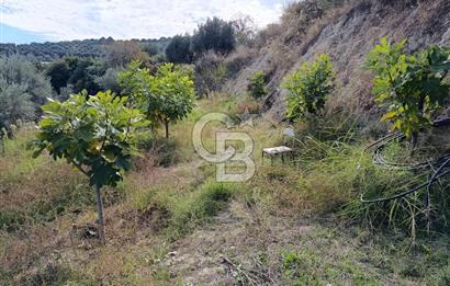 Aydın Karacasu Dereköy' de Satılık Tarla CB PH