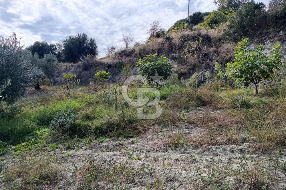 Aydın Karacasu Dereköy' de Satılık Tarla CB PH