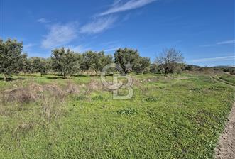 CB OFİS'TEN AKHİSAR'DA SATILIK TARLA - 3 - 321396