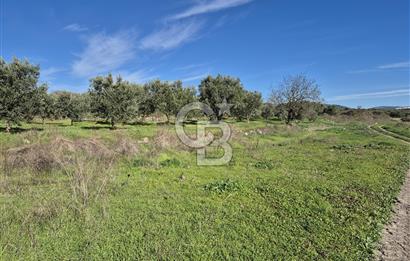 CB OFİS'TEN AKHİSAR'DA SATILIK TARLA