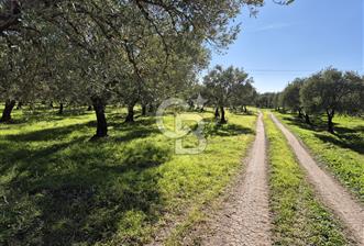 CB OFİS'TEN AKHİSAR DEREKÖY'DE SATILIK ZEYTİNLİK - 1 - 321394