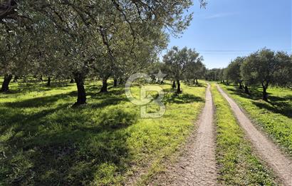 CB OFİS'TEN AKHİSAR DEREKÖY'DE SATILIK ZEYTİNLİK