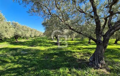 CB OFİS'TEN AKHİSAR DEREKÖY'DE SATILIK ZEYTİNLİK