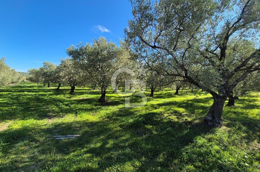 CB OFİS'TEN AKHİSAR DEREKÖY'DE SATILIK ZEYTİNLİK